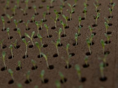 Less farmland is going for organic crops as costs and other issues take root