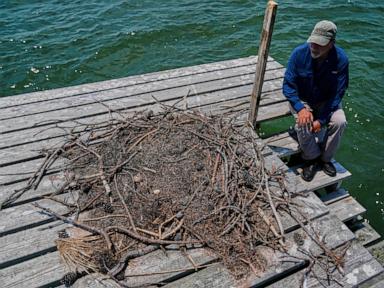 Osprey came back from the brink once. Now chicks are dying in nests, and some blame overfishing