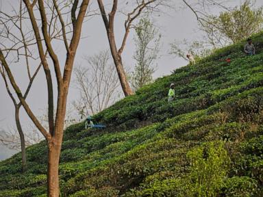 Tea tariffs once sparked a revolution. Now they are creating angst