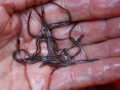 Eel populations are falling, and new protections were defeated. Japan and the US opposed them