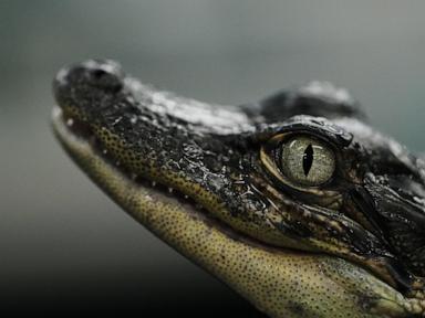 Louisiana’s alligator farms raise the reptiles for meat, skins — and conservation