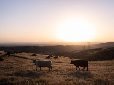 Could more cattle cause record beef prices to drop? Ranchers say it’s not that simple