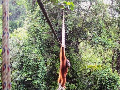 Camera trap shows Sumatra orangutan using a canopy bridge to cross a public road in Indonesia