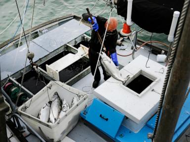 Commercial salmon fishing to open in California for the first time since 2022 as population rebounds