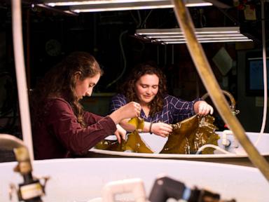 Planes and ships could run on kelp someday, but there are serious hurdles